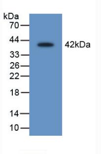 PAD387Ra01.jpg