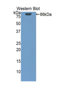 Polyclonal Antibody to Heat Shock Protein 90kDa Alpha A1 (HSP90aA1)