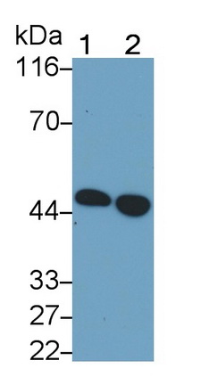 Polyclonal Antibody to Mitogen Activated Protein Kinase Kinase 7 (MAP2K7)