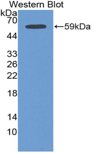 Biotin-Linked Polyclonal Antibody to Mitogen Activated Protein Kinase Kinase 4 (MAP2K4)