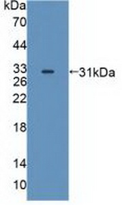 Polyclonal Antibody to Mitogen Activated Protein Kinase 12 (MAPK12)