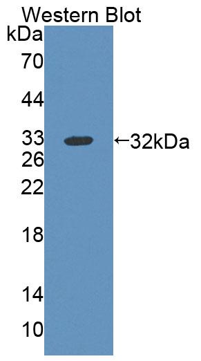 Polyclonal Antibody to ATP Binding Cassette Transporter B10 (ABCB10)