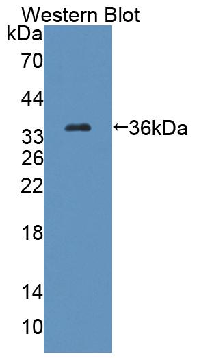 Polyclonal Antibody to Acyl Coenzyme A Dehydrogenase, C4-To-C12 Straight Chain (ACADM)