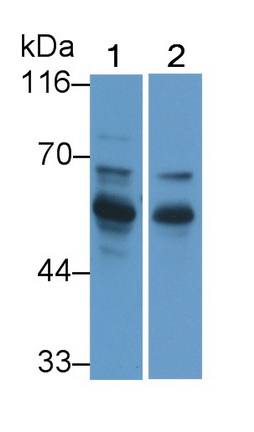 Polyclonal Antibody to Regulator Of G Protein Signaling 9 (RGS9)