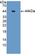 Polyclonal Antibody to Glutamine synthetase (GS)