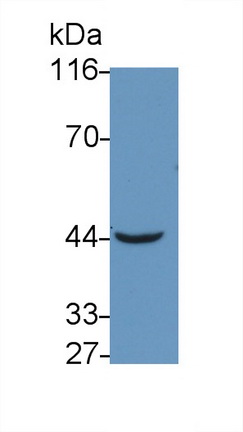 Polyclonal Antibody to Tumor Necrosis Factor Receptor Superfamily, Member 19 Like Protein (TNFRSF19L)