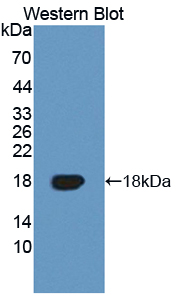 PAD928Hu01.jpg