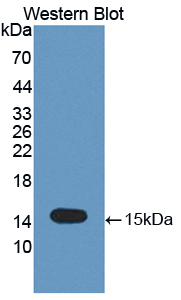 Polyclonal Antibody to Tumor Necrosis Factor Receptor Superfamily, Member 19 (TNFRSF19)