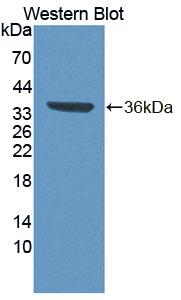 Polyclonal Antibody to Transcription Elongation Factor A3 (TCEA3)