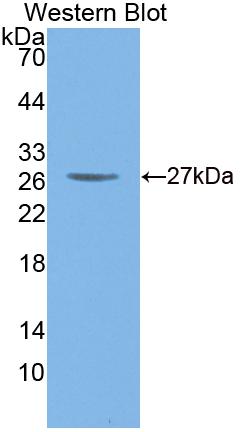 Polyclonal Antibody to Cathepsin O (CTSO)