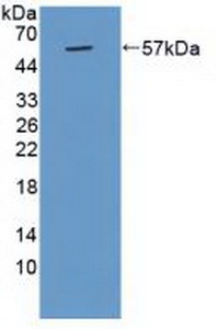 Polyclonal Antibody to Cathepsin G (CTSG)