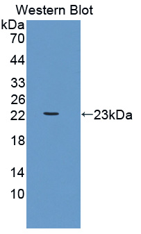 Biotin-Linked Polyclonal Antibody to Cathepsin G (CTSG)