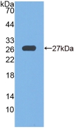 Polyclonal Antibody to Glutathione Peroxidase 6, Olfactory (GPX6)