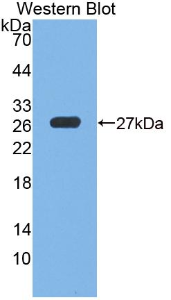 Polyclonal Antibody to Glutathione Peroxidase 6, Olfactory (GPX6)