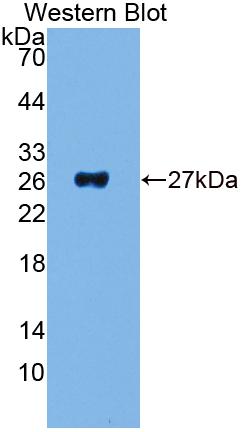 PAE031Ra01.jpg