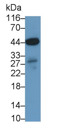 PAE041Mi08.jpg