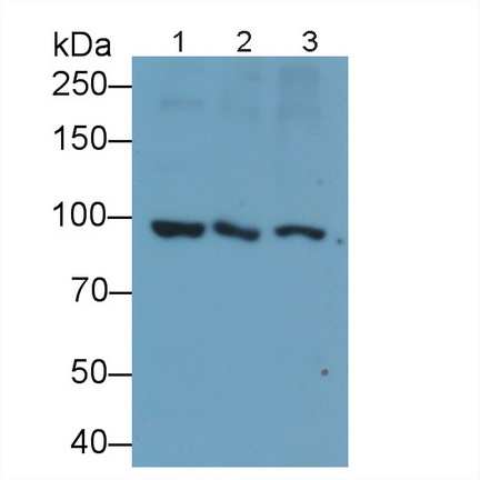 PAE074Mu01.jpg