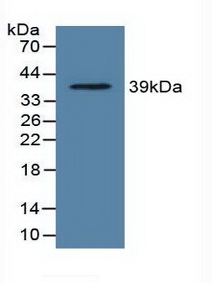 PAE131Ra01.jpg