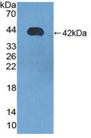 Polyclonal Antibody to Lipophilin B, Prostatein Like (LIPB)