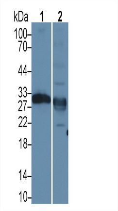 PAE209Ra01.jpg