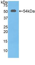 Polyclonal Antibody to Solute Carrier Family 3, Member 2 (SLC3A2)