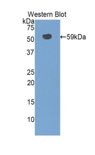 Polyclonal Antibody to Solute Carrier Family 3, Member 2 (SLC3A2)