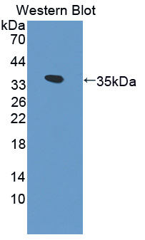 PAE371Hu01.jpg