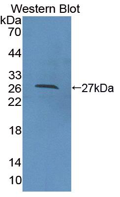 PAE614Hu01.jpg