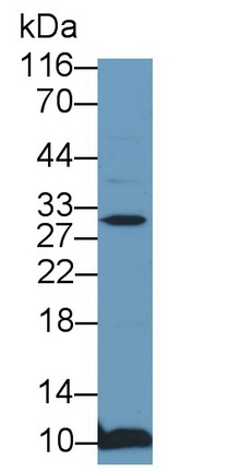 PAE625Mu01.jpg