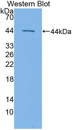 Polyclonal Antibody to Tryptophanyl tRNA Synthetase 2, Mitochondrial (WARS2)