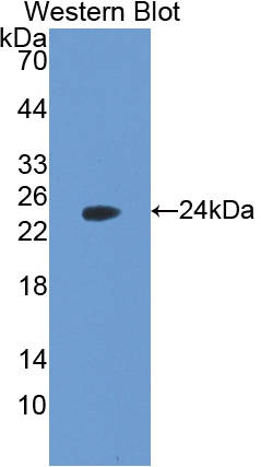 PAE677Mu01.jpg