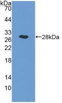 Polyclonal Antibody to N-Acylethanolamine Acid Amidase (NAAA)