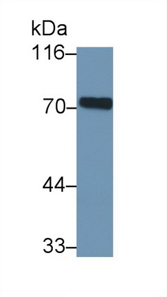 PAE765Ra01.jpg