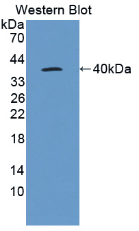 PAE766Mu01.jpg