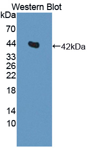 PAE771Ra01.jpg