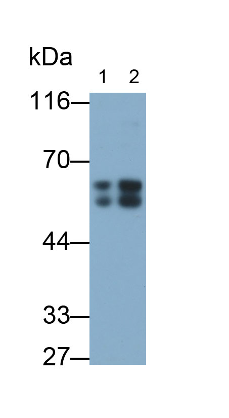 PAE778Hu01.jpg