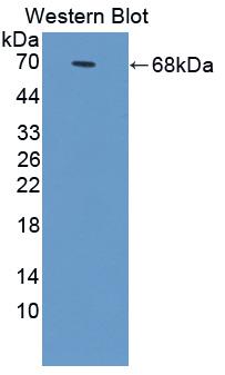 Polyclonal Antibody to Annexin A9 (ANXA9)