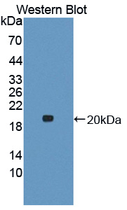 PAE784Bo01.jpg