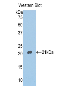 PAE784Ra02.jpg