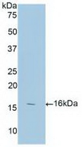 Polyclonal Antibody to Annexin A3 (ANXA3)