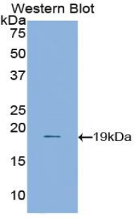 Polyclonal Antibody to Annexin A1 (ANXA1)