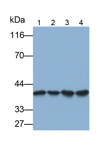 Polyclonal Antibody to Annexin A1 (ANXA1)