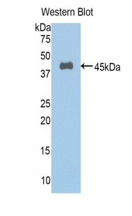 Polyclonal Antibody to Annexin A1 (ANXA1)