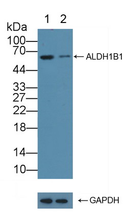 PAE827Hu01.jpg