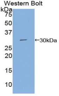 PAE849Ra01.jpg