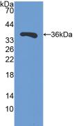 Polyclonal Antibody to Sirtuin 4 (SIRT4)