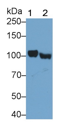 PAE986Hu01.jpg