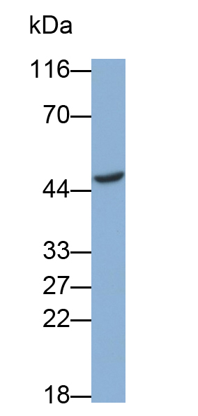 Polyclonal Antibody to Eukaryotic Translation Initiation Factor 4A1 (EIF4A1)