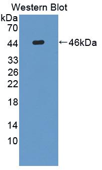 Polyclonal Antibody to Fucosyltransferase 8 (FUT8)