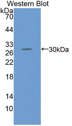 Polyclonal Antibody to Bcl2 Associated Athanogene 1 (BAG1)